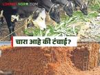 Fodder Shortage : '३७७ दिवस चारा पुरेल' दावा फोल? पशुपालक मात्र चिंतेत! - Marathi News | latest news Fodder Shortage: Is the claim of 'sufficient fodder for 377 days' false? But livestock farmers are worried! | Latest agri-business News at Lokmat.com