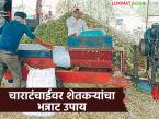 Chara Tanchai : चाराटंचाईची चिंता मिटली; शेतकरी तयार करतायत पौष्टिक मुरघास - Marathi News | latest news Chara Tanchai: Concerns about fodder shortage are over; Farmers are preparing nutritious fodder | Latest agri-business News at Lokmat.com