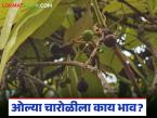 'चारोळी' रानमेवा ठरतोय उत्पन्नाचा आधार, ओल्या चारोळीला मिळतोय प्रतिकिलो 400 रुपयांचा भाव - Marathi News | Latest News 'Charoli' wild fruit is becoming the basis of income, wet Charoli is fetching price of Rs. 400 per kg | Latest market-yard News at Lokmat.com