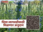 Chia Cultivation Scheme : चिया लागवडीला गती; शेतकऱ्यांना मिळणार अनुदानाचा लाभ वाचा सविस्तर - Marathi News | latest news Chia Cultivation Scheme: Chia cultivation to accelerate; Farmers will get subsidy benefits Read in detail | Latest farming-ideas News at Lokmat.com