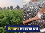 Chia Seed Market : चिया ठरतोय फायदेशीर; घसरणीनंतर दराची जोरदार कमबॅक! - Marathi News | latest news Chia Seed Market: Chia is becoming profitable; Price makes a strong comeback after the decline! | Latest market-yard News at Lokmat.com
