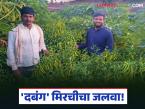 Farmer Success Story : 'दबंग' मिरचीचा जलवा; ५ महिन्यांत शेतकऱ्याने कमावले ६ लाख वाचा यशोगाथा - Marathi News | latest news Farmer Success Story: 'Dabang' chilli pepper; Farmer earns 6 lakhs in 5 months Read success story | Latest success-story News at Lokmat.com