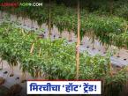 Chilli Farming : ५० हजार खर्च, पण लाखांचा नफा? मिरची लागवडीकडे शेतकऱ्यांचा कल - Marathi News | latest news Chilli Farming: Cost of 50 thousand, but profit of lakhs? Farmers' inclination towards chilli cultivation | Latest farming-ideas News at Lokmat.com
