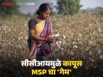 Kapus Market : कापसाला हमीभाव का मिळत नाही, 'ही' आहेत नेमकी कारणे, वाचा सविस्तर  - Marathi News | Latest News Kapus MSP Cotton is not getting guaranteed price due to CCI conditions see details | Latest market-yard News at Lokmat.com