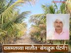 Coconut Farming Success Story : वसमतच्या मातीत 'बंगळुरू पॅटर्न'! नारळ-आंबा शेतीतून मनोज इंगोले यांची यशोगाथा - Marathi News | latest news Coconut Farming Success Story: 'Bangalore Pattern' in Vasmat soil! Manoj Ingole's success story from coconut-mango farming | Latest success-story News at Lokmat.com