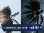 इतर झाडाच्या तुलनेत नारळाच्या झाडावरच का पडते वीज? जाणून घ्या ह्या मागचे लॉजिक - Marathi News | Why does lightning strike coconut trees more than other trees? Find out the science behind it | Latest weather News at Lokmat.com