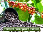 Coffee Variety : CCRI कडून कॉफीच्या दोन नवीन अरेबिका जातींची निर्मिती, काय आहेत वैशिष्ट्ये - Marathi News | latest news CCRI produces two new Arabica coffee varieties see their characteristics? | Latest farming-ideas News at Lokmat.com