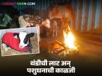 थंडीची लाट अन् जनावरांची काळजी; जाणून घ्या हिवाळ्यातील पशुधन व्यवस्थापन - Marathi News | Cold wave and animal care; Learn about livestock management in winter | Latest agri-business News at Lokmat.com
