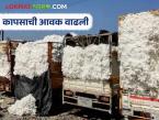 Kapus Bajar Bhav : राज्यात कापसाची आवक वाढली; पण दर घसरले वाचा सविस्तर - Marathi News | latest news Cotton Market Bhav: Cotton arrivals in the state increased; but prices fell Read in detail | Latest market-yard News at Lokmat.com