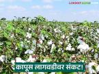 Cotton Farming : कापूस लागवडीवर संकट! उष्णतेमुळे शेतकऱ्यांनी घेतला मोठा निर्णय - Marathi News | latest news Cotton Farming: Crisis in cotton cultivation! Farmers take big decision due to heat | Latest farming-ideas News at Lokmat.com
