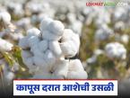 Cotton Market : कापूस शेतकऱ्यांसाठी दिलासादायक बातमी; दरात मोठी उसळी वाचा सविस्तर - Marathi News | latest news Cotton Market: Comforting news for cotton farmers; Big jump in prices Read in detail | Latest market-yard News at Lokmat.com