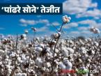 Cotton Market : कापूस तेजीत, तरी शेतकरी का हवालदिल? कारणे वाचा सविस्तर - Marathi News | latest news Cotton Market: Cotton is on the rise, but why are farmers worried? Read the reasons in detail | Latest market-yard News at Lokmat.com