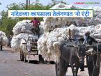Cotton Market : नांदेडच्या पांढऱ्या सोन्याला तेलंगणात बंदी; काय आहे कारण वाचा सविस्तर - Marathi News | latest news Cotton Market: Nanded's white gold banned in Telangana; Read the reason in detail | Latest market-yard News at Lokmat.com