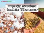 Soybean, Cotton Yield : कापूस दीड, सोयाबीनला केवळ दोन क्विंटल उतारा; आर्थिक संकट कायम! - Marathi News | latest news Soybean, Cotton Yield: Cotton yield one and a half quintals, soybean yield only two quintals; Economic crisis continues! | Latest farming-ideas News at Lokmat.com
