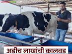 जातिवंत संगोपनाचा झाला फायदा; बाजार मंदावले असतानाही कालवडीची अडीच लाखांला विक्री - Marathi News | Pure breed cow rearing has benefited; Calf sold for Rs 2.5 lakh despite market slowdown | Latest agri-business News at Lokmat.com