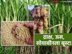 Crop Loan : पीक कर्जात २५ टक्के वाढ; कोणत्या पिकाला किती फायदा? वाचा सविस्तर - Marathi News | latest news Crop Loan: 25 percent increase in crop loans; How much benefit for which crop? Read in detail | Latest farming-ideas News at Lokmat.com
