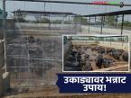 Dairy Farming Innovation : उकाड्याला रामराम! म्हशींसाठी स्विमिंग पूल बनवून शेतकऱ्यानी केली कमाल - Marathi News | latest news Dairy Farming Innovation: No more heat! Farmers do wonders by building swimming pools for buffaloes | Latest agri-business News at Lokmat.com