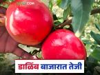 मागील आठवड्याच्या तुलनेत डाळिंबाच्या दरात तीन हजाराने वाढ; वाचा कसा मिळतोय दर? - Marathi News | Pomegranate prices have increased by three thousand rupees compared to last week; Read how the price is being obtained? | Latest market-yard News at Lokmat.com