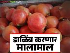 माण तालुक्यातील शेतकऱ्याच्या डाळिंबाला पुणे मार्केटमध्ये उच्चांकी भाव; वाचा काय मिळाला दर? - Marathi News | Pomegranate from a farmer in Man taluka fetches highest price in Pune market; Read what price was received? | Latest market-yard News at Lokmat.com