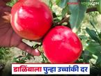 Dalimb Bajar Bhav : पुणे मार्केट यार्डात डाळिंबाला पुन्हा उच्चांकी दर; वाचा काय मिळाला दर? - Marathi News | Dalimb Bajar Bhav : Pomegranate prices hit new highs in Pune market yard; Read what price was obtained? | Latest market-yard News at Lokmat.com