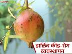 असे करा डाळिंब बागेवरील कीड-रोग व्यवस्थापन, एकही फळ वाया जाणार नाही! - Marathi News | Latest News how to manage pests and diseases in pomegranate orchards, see details | Latest smart-farming News at Lokmat.com