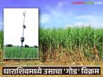 Sugarcane Revolution : धाराशिवमध्ये उसाचा विक्रमी गोडवा; दुष्काळी जिल्हा ठरला नंबर वन - Marathi News | latest news Sugarcane Revolution: Record sweetness of sugarcane in Dharashiv; drought-prone district becomes number one | Latest farming-ideas News at Lokmat.com