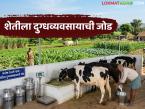 गोठ्यात 125 म्हशी, रोजचे सहाशे ते सातशे लिटर दूध, 42 हजारांचे उत्पन्न, दूध व्यावसायिकाची यशोगाथा  - Marathi News | Latest news 125 buffaloes in the cowshed, 600 to 700 liters of milk daily, income of 42 thousand, success story of a milk businessman | Latest agri-business News at Lokmat.com