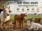 Deshi Cow : गोआधारित सेंद्रीय शेतीसाठी देशी गोवंश संवर्धन ही काळाजी गरज! - Marathi News | Deshi Cow Need for conservation of indigenous cattle | Latest agri-business News at Lokmat.com