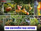 शेतकऱ्यांनो, एक एकर शेतात किती फळझाडे लावता येतील? जाणून घ्या सविस्तर  - Marathi News | Latest News Fal bag Lagvad how many fruit trees can be planted in one acre of land | Latest smart-farming News at Lokmat.com