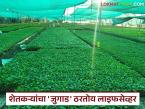 Farmer Jugaad : असह्य उष्णता, करपणारी पिकं… आणि अचानक एक भन्नाट जुगाड वाचा सविस्तर - Marathi News | latest news Farmer Jugaad: Unbearable heat, taxing crops… and suddenly an extraordinary Jugaad Read in detail | Latest farming-ideas News at Lokmat.com