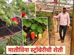 ना कोणते खत, ना माती तरीही पिकतेय दर्जेदार लालचुटुक स्ट्रॉबेरी; वाचा संपतरावांच्या शेतीची कहाणी - Marathi News | No fertilizer, no soil, yet quality, luscious strawberries are grown; Read the story of Sampatrao's farm | Latest success-story News at Lokmat.com