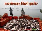 Fish Production : देशात 2024-25 मध्ये 197.75 लाख टन मत्स्योत्पादन, दहा वर्षात 106 टक्क्यांची वाढ  - Marathi News | Latest news Fish production in the country to reach 197.75 lakh tonnes in 2024-25, an increase of 106 percent in ten years | Latest agri-business News at Lokmat.com