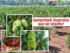 Fruit Farming : पारंपरिक शेतीला रामराम; फळबागांकडे शेतकऱ्यांचा कल का वाढतोय? वाचा सविस्तर - Marathi News | latest news Fruit Farming: Goodbye to traditional farming; Why are farmers increasingly turning to orchards? Read in detail | Latest farming-ideas News at Lokmat.com