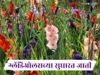 Gladiolus Flower : ग्लॅडिओलस फुलाच्या अधिक उत्पन्न मिळवून देणाऱ्या जाती कोणत्या, वाचा सविस्तर  - Marathi News | Latest News floriculture Which varieties of gladiolus flower yield more, read in detail | Latest smart-farming News at Lokmat.com