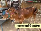 गाय गाभण असल्यास 'या' चुका कधीच करू नका, या काळात काय करावे, काय करू नये? - Marathi News | Latest News Gabhan Gay How to manage the health of pregnant cow see details | Latest agri-business News at Lokmat.com