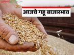 Gahu Bajarbhav : शरबती गहू झाला 'हॉट'; सामान्य गव्हाचे दर मात्र दबावात - Marathi News | latest news Gahu Bajarbhav: Sharbati wheat has become 'hot'; However, the prices of normal wheat are under pressure | Latest market-yard News at Lokmat.com