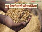 Wheat Sowing : गहू पेरणीपूर्वी बीजप्रक्रिया का महत्वाची असते? ती कशी करावी, वाचा सविस्तर  - Marathi News | Latest news Gahu Perani seed treatment important before sowing wheat read in detail | Latest smart-farming News at Lokmat.com