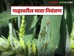 Wheat Crop Management : गहू पिकावरील मावा किडीच्या नियंत्रणासाठी 'या' उपाययोजना हमखास करा  - Marathi News | Latest news gahu farming Ensure these measures to control aphids on wheat crops | Latest farming-ideas News at Lokmat.com