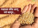 गहू साठवणूक करण्यापूर्वी हे करा, वर्षभर गव्हाला कीड लागणार नाही, वाचा पाच प्रभावी उपाय - Marathi News | Latest news before storing wheat, wheat will not be affected by pests throughout the year, read five effective solutions | Latest smart-farming News at Lokmat.com