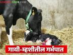 गायी-म्हशीतील गर्भपात कशामुळे होतो, त्यावर नेमका उपाय काय करावा, वाचा सविस्तर - Marathi News | Latest News What causes abortion in cows and buffaloes, and what is the exact solution | Latest agri-business News at Lokmat.com