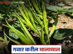 उन्हाळ्यात कमी खर्चात येणारे 'हे' भाजीपाला पिक मिळवून देते भरपूर पैसा; कशी कराल लागवड? - Marathi News | This low-cost vegetable crop in summer brings in a lot of money; How to plant it? | Latest smart-farming News at Lokmat.com