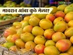 mango market : गावरान आंबा इतका दुर्मिळ का झाला? कारण ऐकून थक्क व्हाल - Marathi News | latest news mango market: Why has Gavran mango become so rare? You will be surprised to hear the reason | Latest market-yard News at Lokmat.com