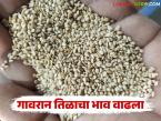 संक्रांतीच्या तोंडावर गावरान तिळाचे भाव वाढले; वाचा काय मिळतोय दर? - Marathi News | Prices of Gavran sesame seeds increased on the eve of Sankranti; Read what is the price being offered? | Latest market-yard News at Lokmat.com