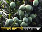 Gavran Ambe : अवकाळी पावसाचा गावरान आंब्यालाही फटका, बाजारात दर वाढण्याची शक्यता - Marathi News | latest News Gavran Ambe Unseasonal rains also hit Gavran mango, prices to increase in market | Latest farming-ideas News at Lokmat.com