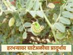 Harbhara Crop : हरभरा पिकावरील घाटे अळीचे नियंत्रण कसे कराल, वाचा सविस्तर  - Marathi News | Latest News Harbhara Crop Management How to control the grub worm on gram crop, read in detail | Latest smart-farming News at Lokmat.com