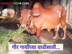 Gir Cow : गिर गायींची संख्या वाढवण्यासाठी महत्वपूर्ण निर्णय, वाचा सविस्तर  - Marathi News | Latest News Dairy Farming Important decision to increase the number of Gir cows, read in detail | Latest agri-business News at Lokmat.com