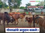 गाईचा रोजचा खर्च दोनशे रुपये, शिवाय उत्पन्नही नाही, गोशाळा अनुदानाचं काय झालं?  - Marathi News | Latest News Goshala Anudan No subsidy for cowsheds for six months in nashik district | Latest agri-business News at Lokmat.com