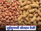 Groundnut Market : भुईमुगाची जोरदार तेजी; अजून दर वाढणार? जाणून घ्या बाजाराचा अंदाज - Marathi News | latest news Groundnut Market: Groundnut prices are rising sharply; Will prices increase further? Know the market forecast | Latest market-yard News at Lokmat.com