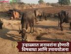 उन्हाळ्यात गायी गुरांना विषबाधा कशी होते, त्याची कारणे, लक्षणे आणि उपाय काय आहेत?  - Marathi News | Latest news Poisoning in Livestock During Summer what are its causes, symptoms and remedies | Latest agri-business News at Lokmat.com