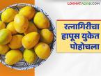 युद्धजन्य परिस्थितीत अखेर हापूसच्या निर्यातीचा शुभारंभ; १००० डझन आंबा यूकेला निर्यात, काय मिळाला दर? - Marathi News | Mango exports finally begin amid war-like conditions; 1000 dozen mangoes exported to UK, what was the price received? | Latest market-yard News at Lokmat.com